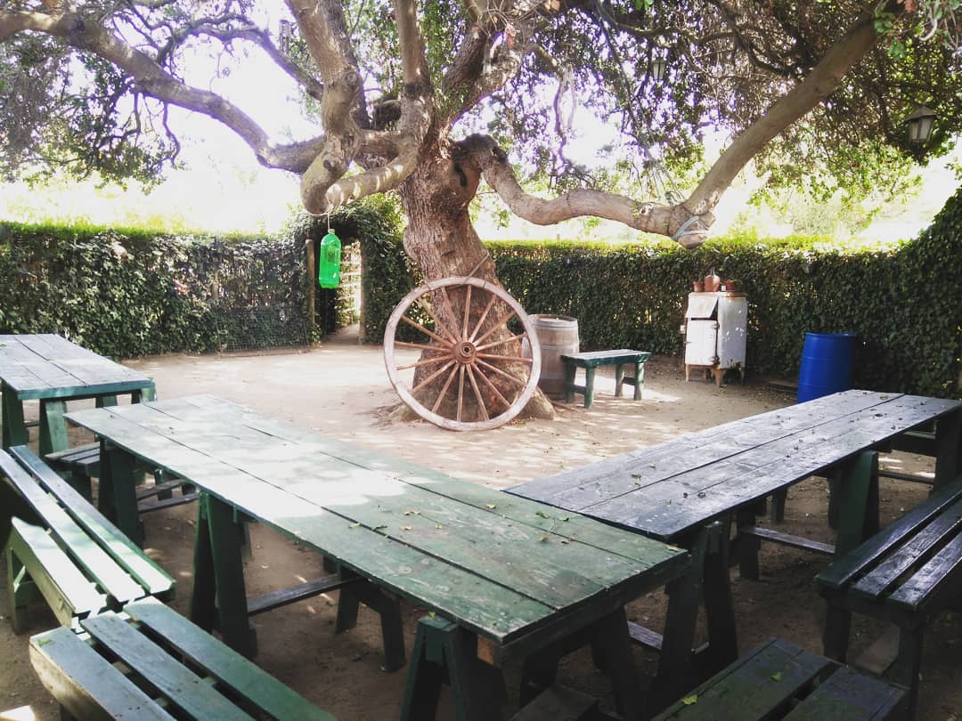 Quincho con mesones de madera bajo un árbol añoso
